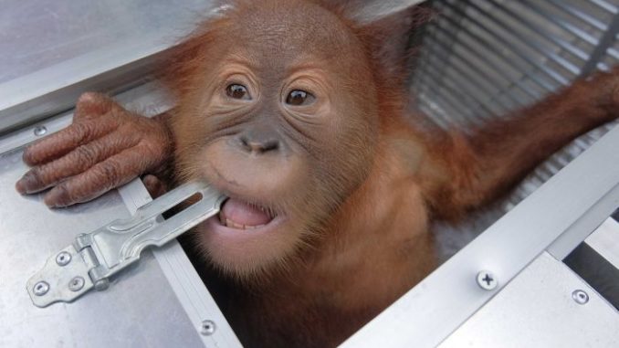 The two-year old orangutan looks out of a cage after being confiscated in Bali, Indonesia.