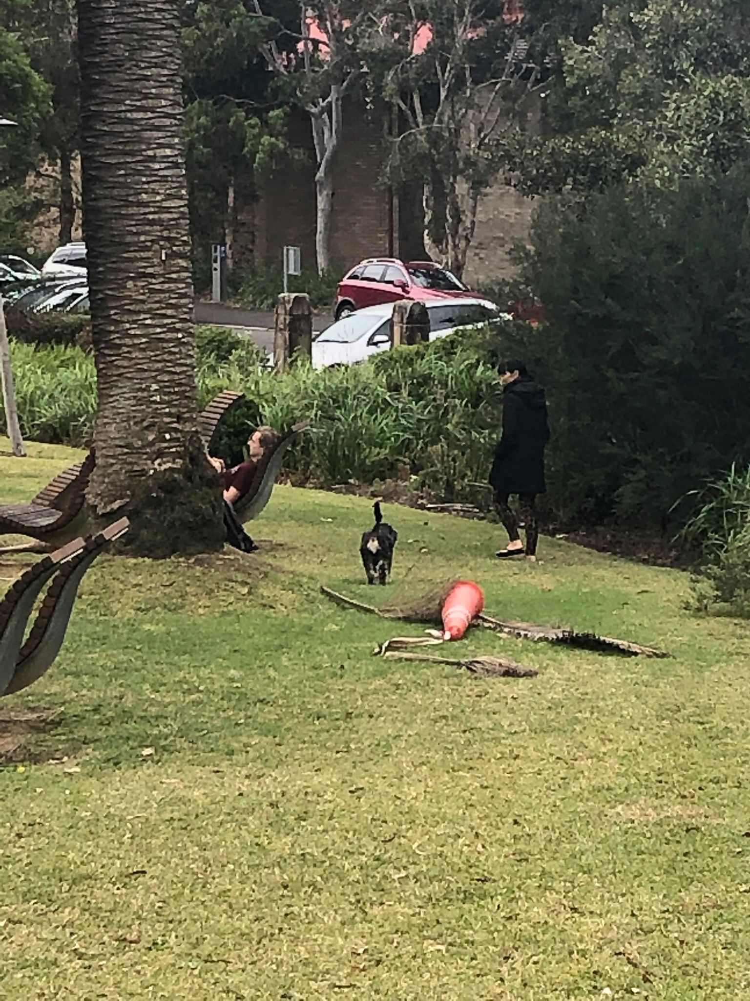 A woman with a small dog walks her dog in the University of Sydney grounds without a lead