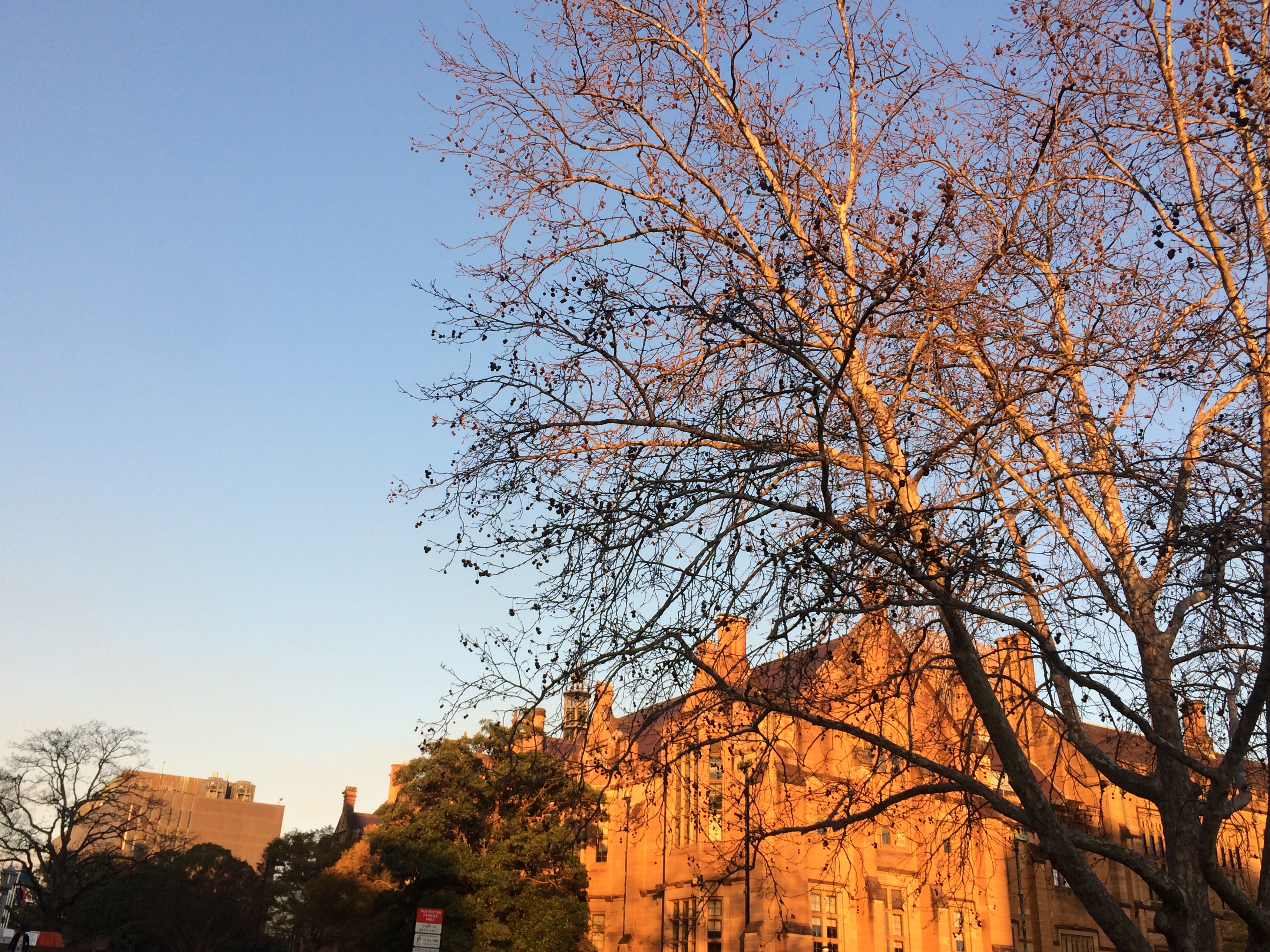 The afternoon of Sydney Uni