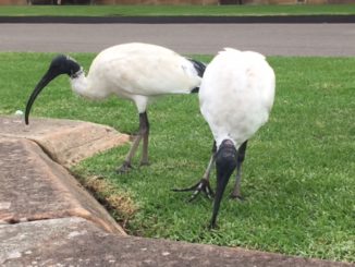 Ibises peck at the ground