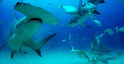 The shot of swimming shark in Sharkwater