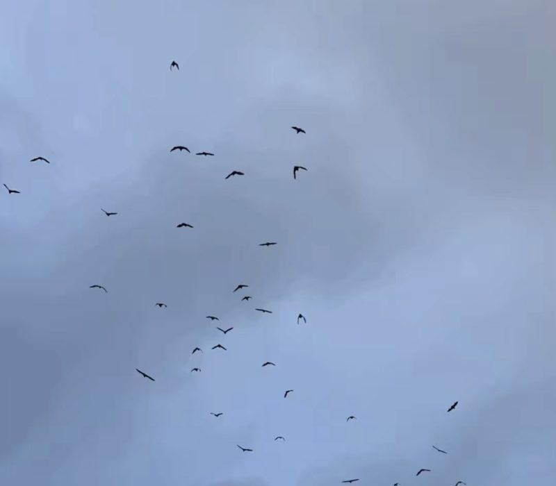 Bats flying on Keynes sky