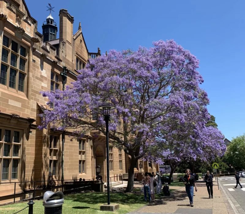 jacaranda in camps