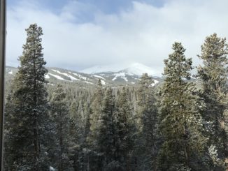 Trees covered in snow