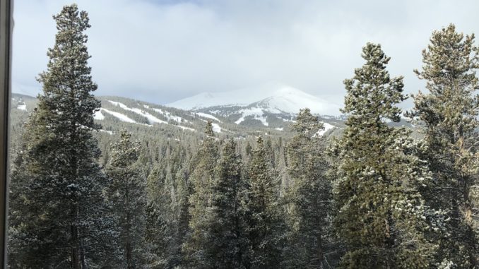 Trees covered in snow