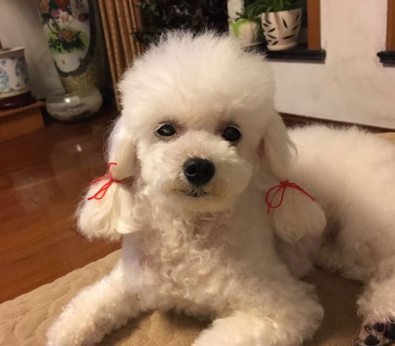 poodle's new style