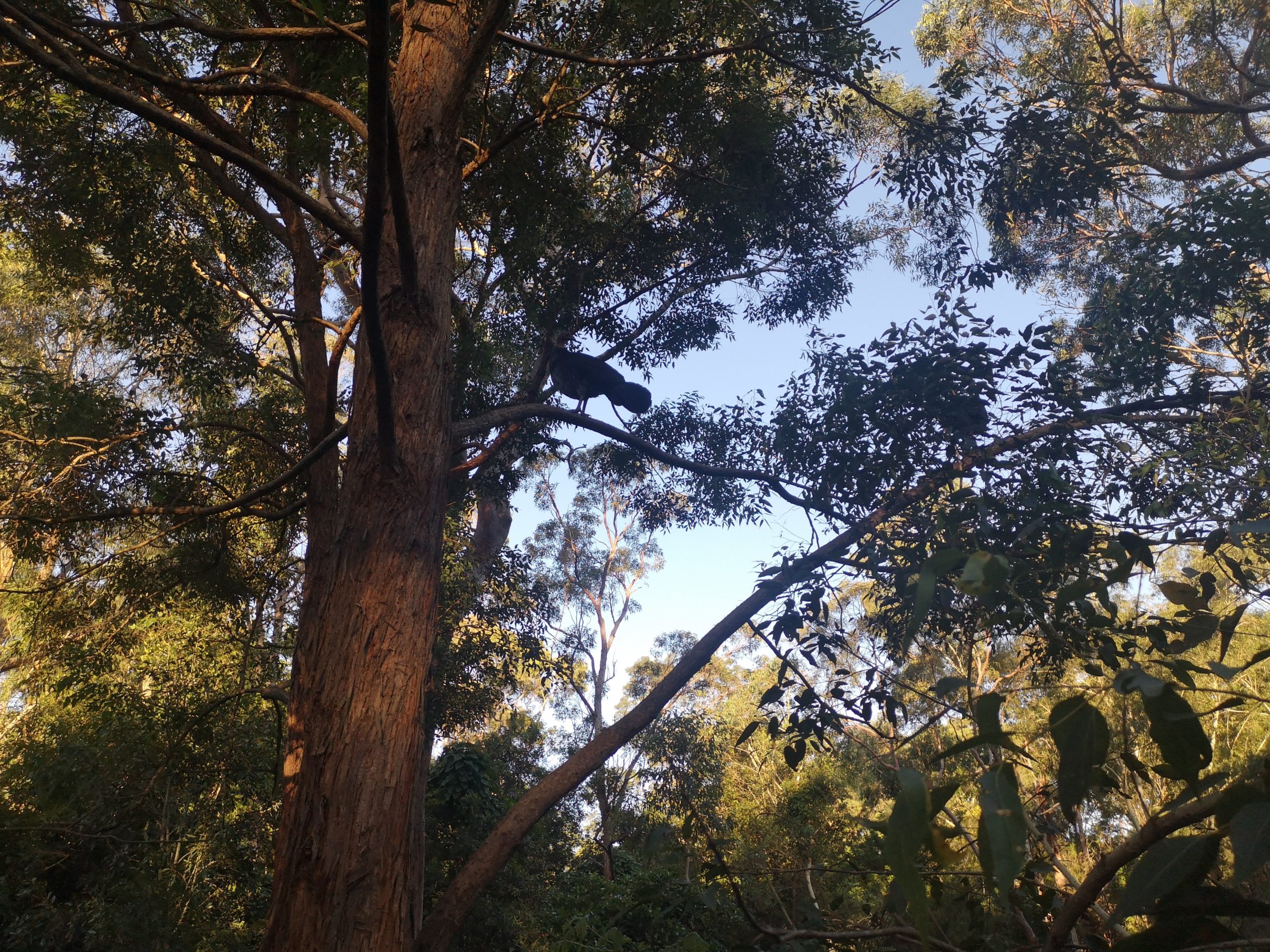 Native bush turkeys roosting on an urban tree