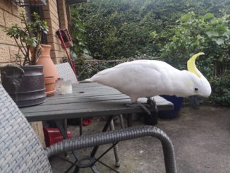 A curious bird explores man-made structures.