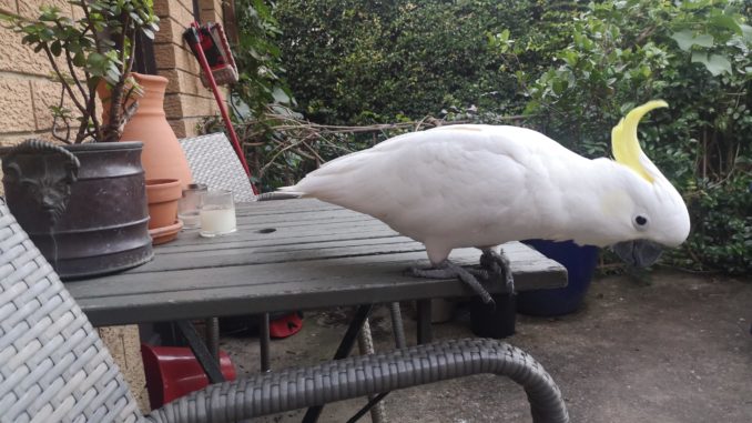 A curious bird explores man-made structures.