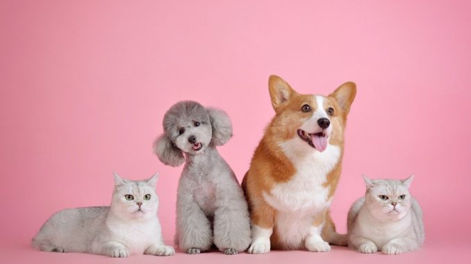 two cats, a poodle and a corgie on a pink background