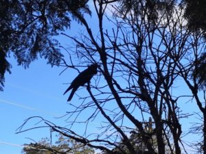 Australian raven perched on a branch against the sky